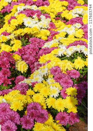 Fresh bright pink, white and yellow chrysanthemums bushes in autumn garden 117683744