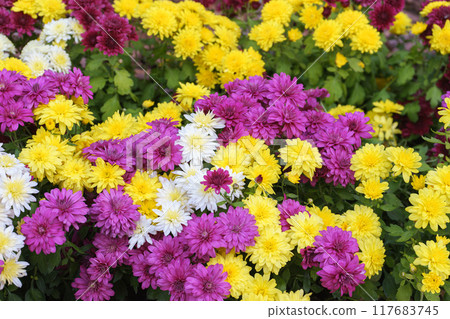 Mix of fresh bright pink, white and yellow chrysanthemums bushes in autumn garden 117683745