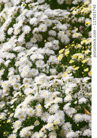 Fresh bright white chrysanthemums bushes in autumn garden, flowerbed Fresh bright white chrysanthemums bushes in autumn garden, flowerbed 117683748