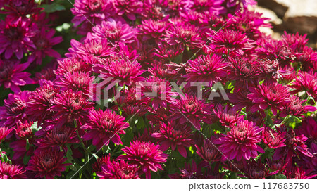 Fresh bright pink chrysanthemums bushes in autumn garden 117683750