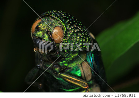 Macro shot of a green beetle on a dark background Macro shot of a green beetle on a dark background 117683931