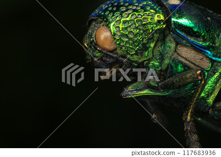 Macro shot of a green beetle on a dark background Macro shot of a green beetle on a dark background 117683936
