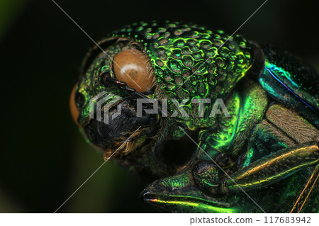 Macro shot of a green beetle on a dark background 117683942