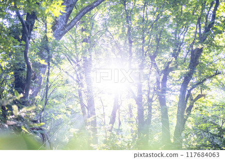 森林的黎明，光線，新鮮的綠色，生態形象（奧大山） 117684063