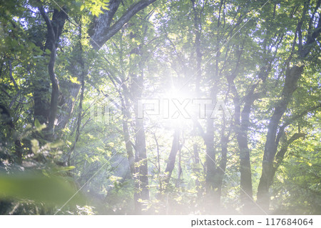 森林的黎明，光線，新鮮的綠色，生態形象（奧大山） 117684064