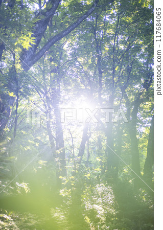 森林的黎明，光線，新鮮的綠色，生態形象（奧大山） 117684065