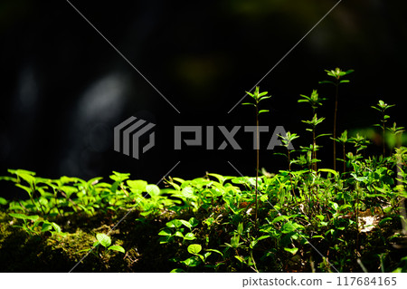 春天植物在森林裡發芽 117684165