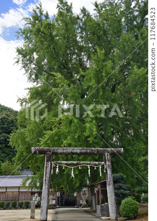 Ginkgo tree at Nyusakedono Shrine Ginkgo tree at Nyusakedono Shrine 117684523