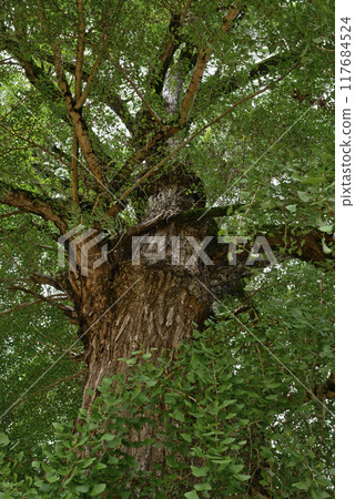 Ginkgo tree at Nyusakedono Shrine 117684524