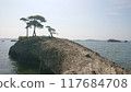 pony 117684708