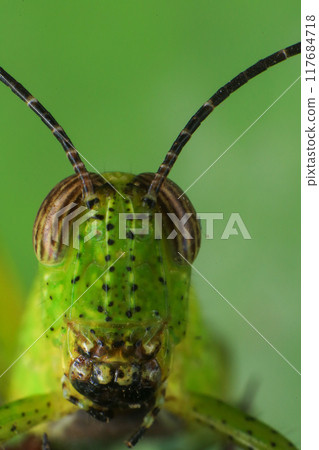 Grasshopper on a green leaf in the nature. macro 117684718