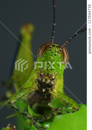 Grasshopper on a green leaf in the nature. macro 117684736
