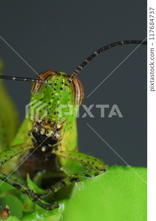 Grasshopper on a green leaf in the nature. macro 117684737