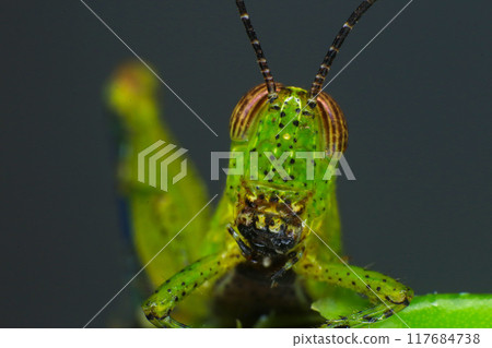 Grasshopper on a green leaf in the nature. macro 117684738
