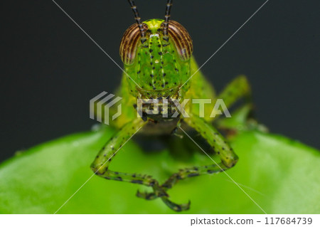 Grasshopper on a green leaf in the nature. macro 117684739