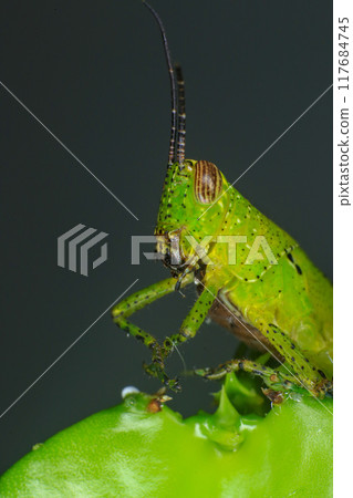 Grasshopper on a green leaf in the nature. macro Grasshopper on a green leaf in the nature. macro 117684745