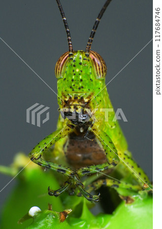 Grasshopper on a green leaf in the nature. macro Grasshopper on a green leaf in the nature. macro 117684746
