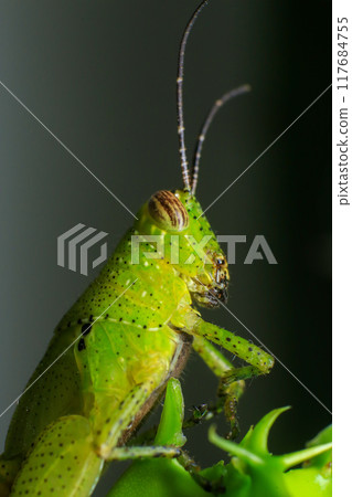 Grasshopper on a green leaf in the nature. macro Grasshopper on a green leaf in the nature. macro 117684755