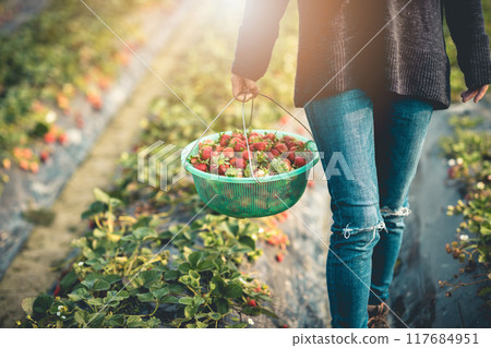 Picking strawberry fruits in spring garden Picking strawberry fruits in spring garden 117684951