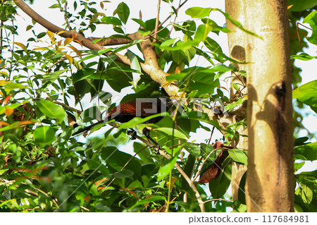 Cucurbita cuckoo on tree, Thailand. Cucurbita cuckoo on tree, Thailand. 117684981