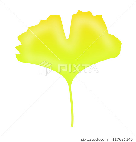 Ginkgo biloba Ginkgo biloba 117685146