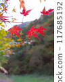 Red-stained maple trees 117685192