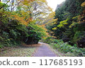 Autumn Leaves Road 117685193