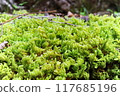 Fresh green moss 117685196