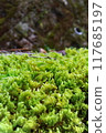 Fresh green moss 117685197