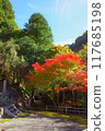 Red-stained maple trees 117685198