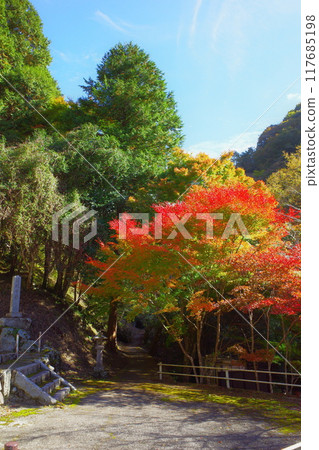 Red-stained maple trees Red-stained maple trees 117685198