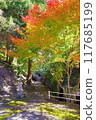 Red-stained maple trees 117685199
