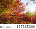 Red-stained maple trees 117685200