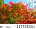 Red-stained maple trees 117685201