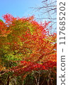Red-stained maple trees 117685202