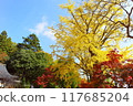 Autumnal ginkgo and red maple leaves 117685204