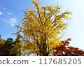 Autumnal ginkgo and red maple leaves 117685205