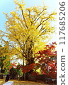 Autumnal ginkgo and red maple leaves 117685206