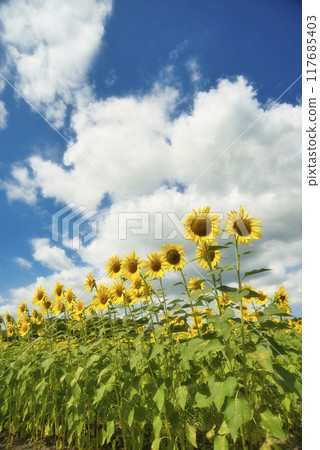 Sunflowers at Izumi Recycle Environment Park 117685403