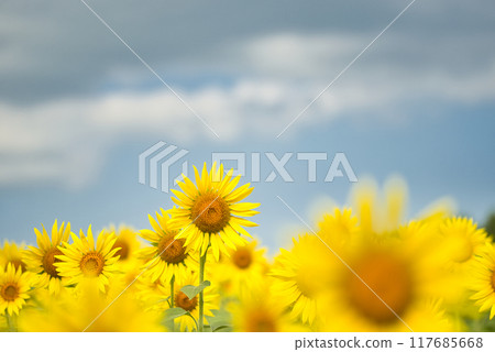 Sunflowers at Izumi Recycle Environment Park Sunflowers at Izumi Recycle Environment Park 117685668