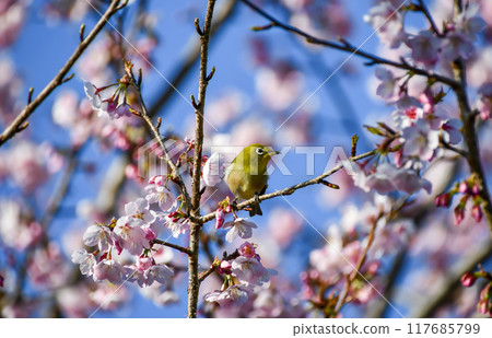 Meal stuck in a cherry tree 117685799