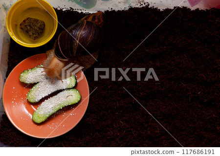 The snail is sitting in a container terrarium and eating cucumbers with eggshells. Coconut soil for keeping an animal at home. Big brown snail Achatina. African snail, which is grown at home as a pet. 117686191