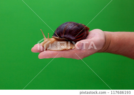 Big brown snail Achatina on hand. The African snail. 117686193