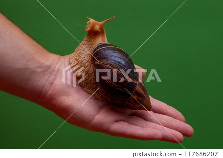 Big brown snail Achatina on hand. The African snail. Big brown snail Achatina on hand. The African snail. 117686207