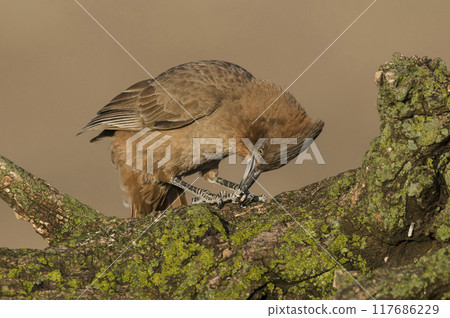 Brown cacholote , in Pampas forest environment, La Pampa province, Patagonia , Argentina 117686229