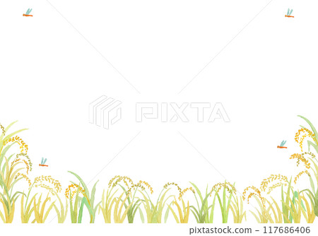 Watercolor painted rice ears background 117686406