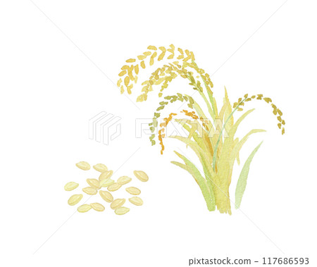 用水彩畫的稻米和耳朵的圖像 117686593