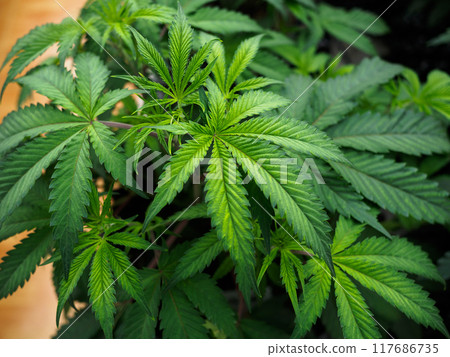 cannabis:indoor growing medical marijuana Just before they finish growing, commercial marijuana grow operation , this is the state of the plants to start flowering. leafy, green leaves and healthy pla cannabis:indoor growing medical marijuana Just before they finish growing, commercial marijuana grow operation , this is the state of the plants to start flowering. leafy, green leaves and healthy pla 117686735