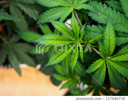 cannabis:indoor growing medical marijuana Just before they finish growing, commercial marijuana grow operation , this is the state of the plants to start flowering. leafy, green leaves and healthy pla cannabis:indoor growing medical marijuana Just before they finish growing, commercial marijuana grow operation , this is the state of the plants to start flowering. leafy, green leaves and healthy pla 117686738