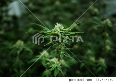 cannabis:indoor growing medical marijuana Just before they finish growing, commercial marijuana grow operation , this is the state of the plants to start flowering. leafy, green leaves and healthy pla cannabis:indoor growing medical marijuana Just before they finish growing, commercial marijuana grow operation , this is the state of the plants to start flowering. leafy, green leaves and healthy pla 117686739